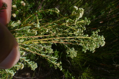 Phylica rubra