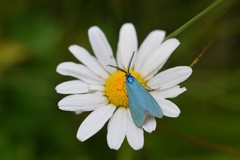 Jordanita globulariae