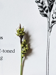 Carex stevenii