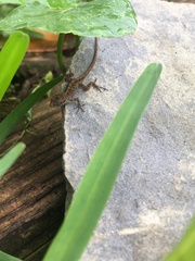Anolis sagrei