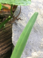Anolis sagrei