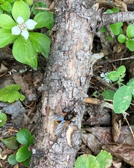 Mesembrina decipiens