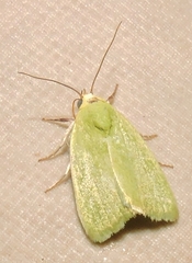 Earias smaragdina