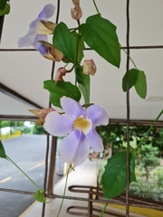 Thunbergia grandiflora image