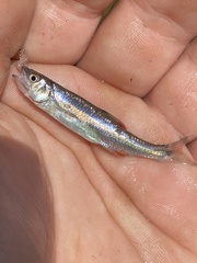 Lythrurus fasciolaris