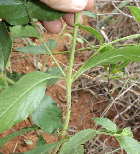 Pupalia lappacea var. lappacea image