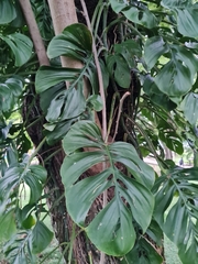 Monstera adansonii image