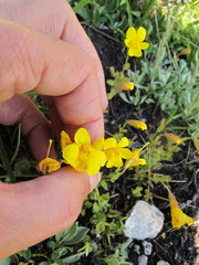 Erythranthe corallina