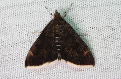 Pyrausta niveicilialis