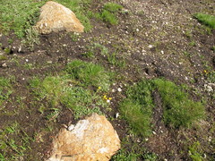 Erythranthe corallina