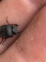 Canthon pilularius