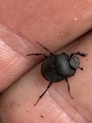Canthon pilularius