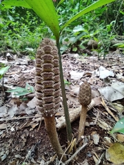 Zamia prasina