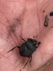 Canthon pilularius