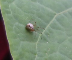 Theridion pictum