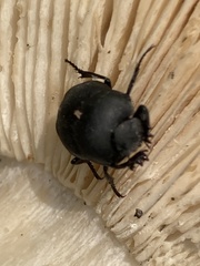 Canthon pilularius