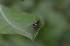 Cryptocephalus decemmaculatus