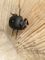Canthon pilularius