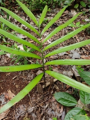 Zamia prasina