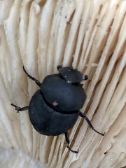 Canthon pilularius