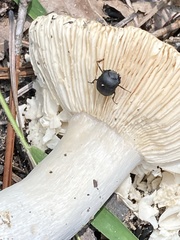 Canthon pilularius