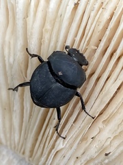 Canthon pilularius