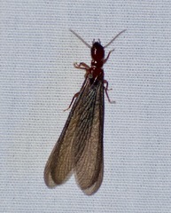 Zootermopsis nevadensis