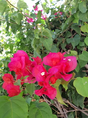 Bougainvillea glabra