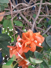 Bougainvillea glabra