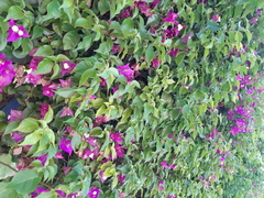 Bougainvillea glabra