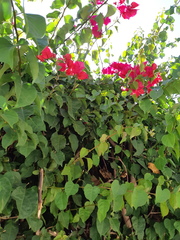 Bougainvillea glabra