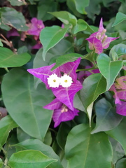 Bougainvillea glabra