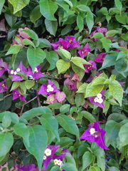 Bougainvillea glabra