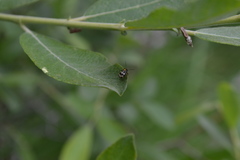 Cryptocephalus decemmaculatus