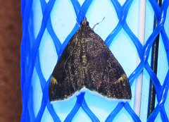 Pyrausta niveicilialis