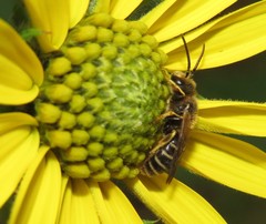 Halictus