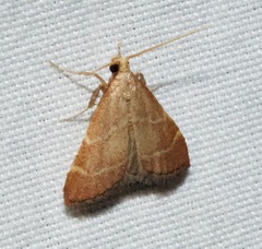 Arta epicoenalis