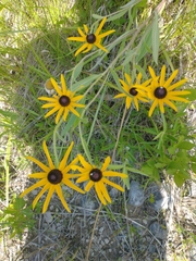 Rudbeckia hirta pulcherrima