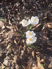 Crocus vernus