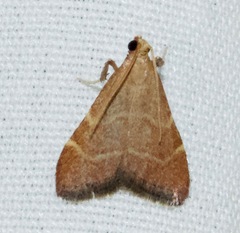 Arta epicoenalis