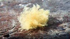 Polybranchia orientalis