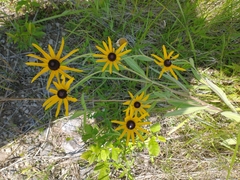 Rudbeckia hirta pulcherrima