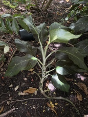 Dieffenbachia seguine