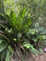 Anthurium crenatum
