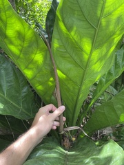 Anthurium crenatum