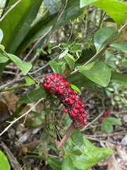 Anthurium crenatum