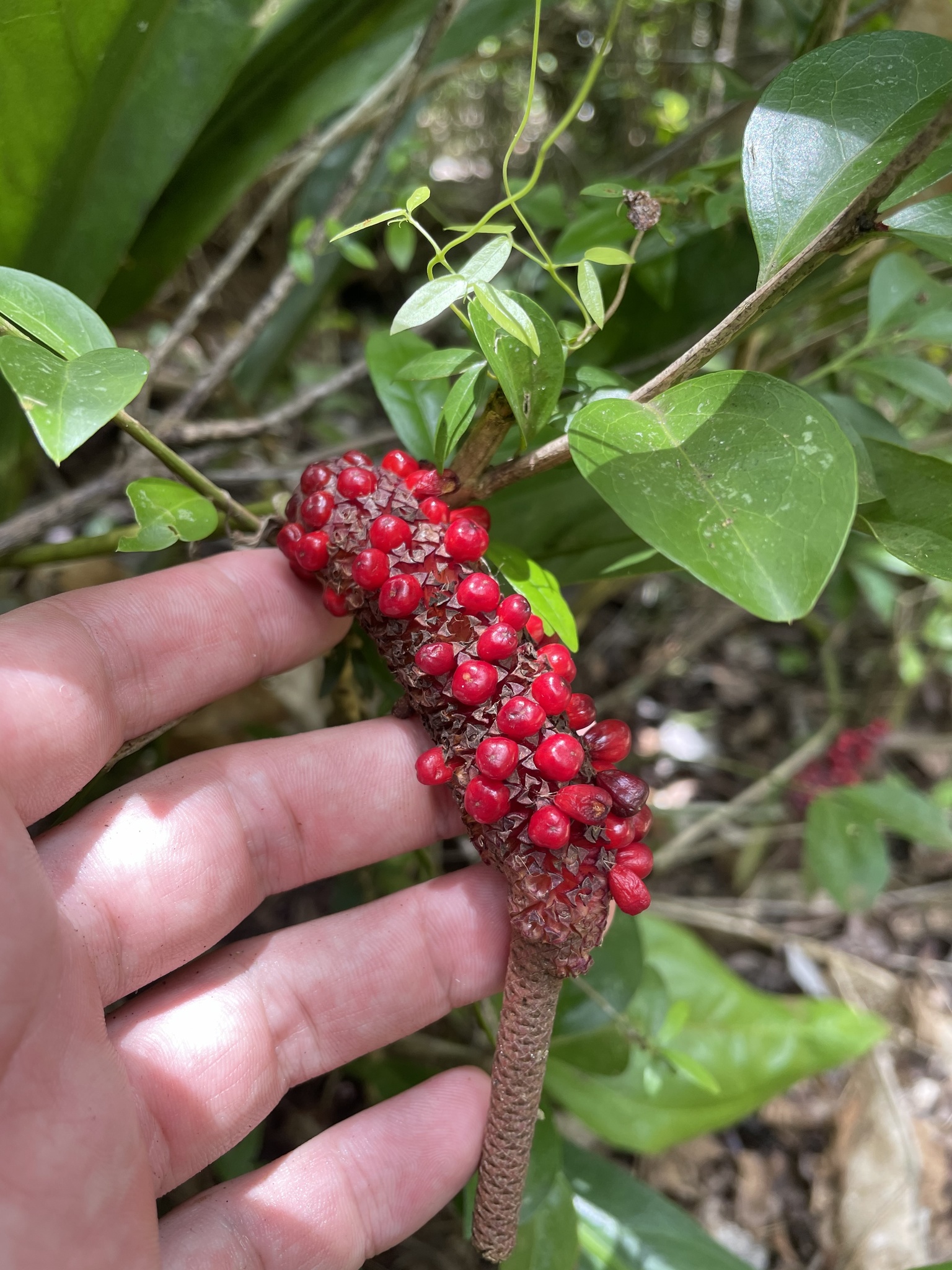 Scalloped Laceleaf (Anthurium crenatum)  iNaturalist