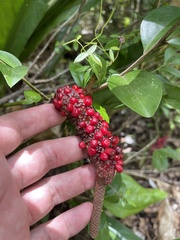 Anthurium crenatum