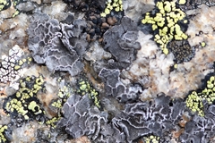 Umbilicaria decussata