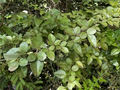Triphasia trifolia